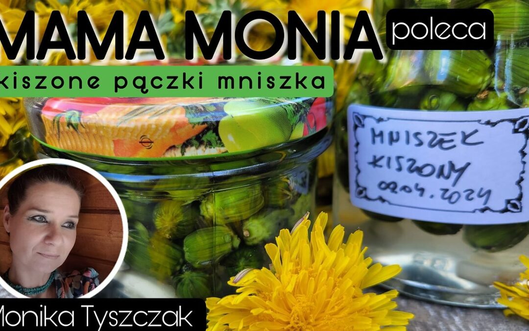 Mama Monia poleca: Kiszone pączki mniszka