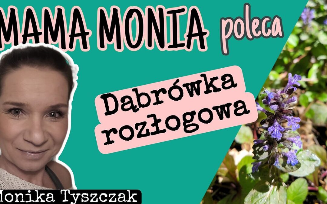 Mama Monia poleca: Dąbrówka rozłogowa